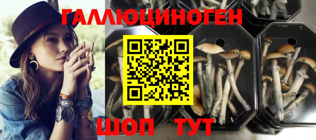 Галлюциногенные грибы Psilocybine cubensis Усть-Джегута